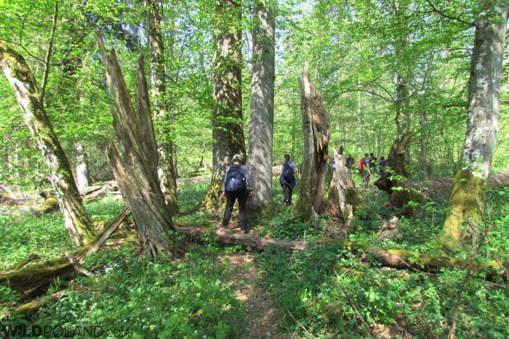 Primeval forest Poland Bialowieza trees