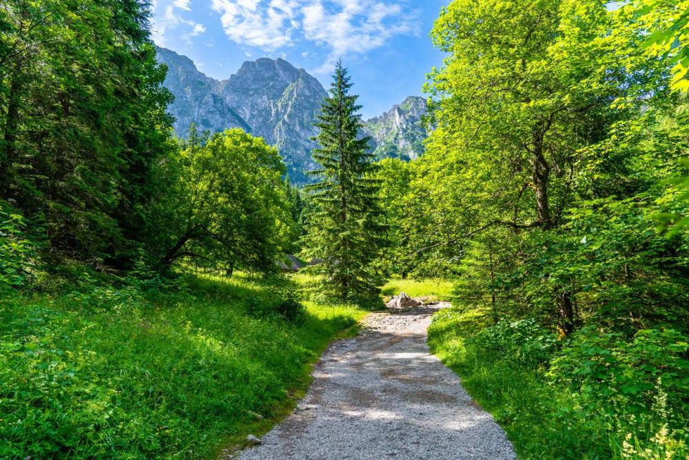 Forest path to Morskie Oko Poland