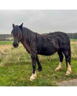 Hiking: Gerrards Cross to Cookham – Sat 15 May 2027