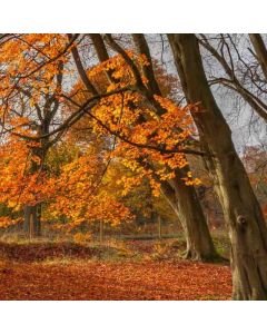 Berkhamsted Circular: Canal, Fields & Hockeridge Wood - Sat 22 Nov 2025