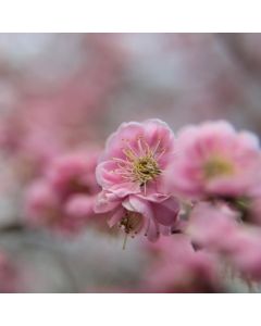 Chingford Circular Short Walk - Monday 19 Jan 2026