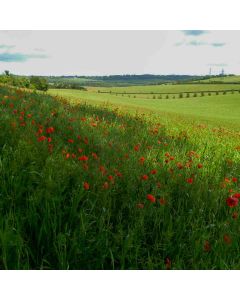 Cuxton to Sole Street Walk - Sunday 24 May 2026