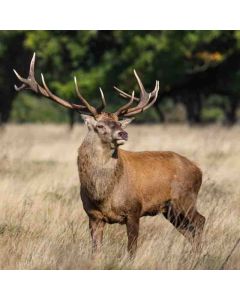 Hampton Court Circular – Sunday 12 Sep 2027