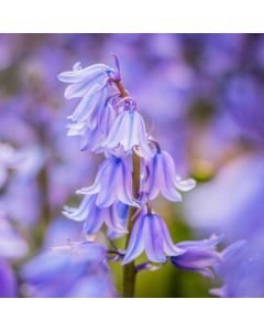 Petts Wood Circular — Bluebells Sun 03 May 2026