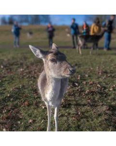 Sevenoaks Circular – Saturday 17 Jan 2026