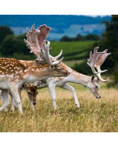 Hiking: Sevenoaks Circular – Sun 12 Jun 2027
