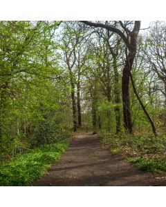 Hiking: Oxleas, Shepherdleas & Jack Wood – Mon 22 Jun 2026