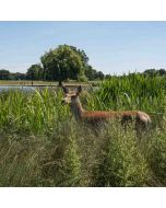 Hiking: Hampton Court Circular – Mon 16 Feb 2026