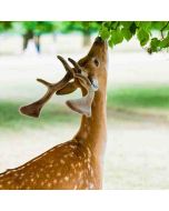 Hampton Court Circular – Sunday 16 May 2027