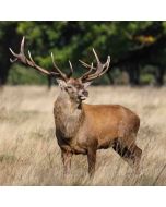 Hiking: Hampton Court Circular – Mon 15 Feb 2027