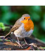 Hiking: Stoke Newington Wetlands – Mon 07 Sep 2026