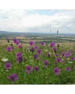 Panoramic Hike: Ivinghoe Beacon – Sat 23 May 2026