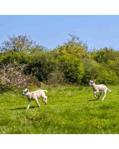 Battle Circular – Ancient Woods & Battle Abbey - Sat 30 Oct 2027