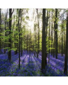 Berkhamsted Circular: Canal, Fields & Hockeridge Wood - Sun 30 May 2027 - BlueBells