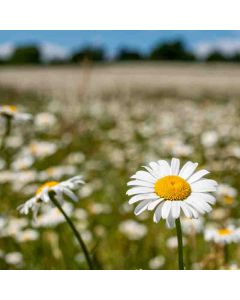Chess Valley, Chiltern Hills – Sun 08 Aug 2027