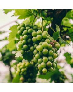 Hiking: Polesden Lacey & England's Largest Vineyard – Sat 04 Sep 2027
