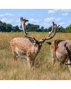 Hampton Court Circular – Sunday 12 Sep 2027