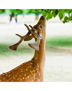 Hampton Court Circular – Sunday 16 May 2027