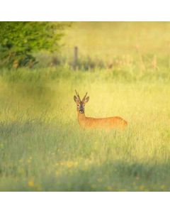 Henley-on-Thames Circular – River Thames & Great Wood – 16.5 km - Sat 23 Oct 2027