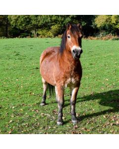 Hiking: Milford to Haslemere Walk - Sat 09 Oct 2027