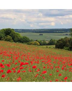 Meopham to Sole Street – Ancient Woodlands & Historic Kent – Sat 16 Jan 2027
