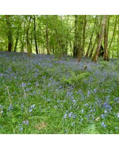 Hiking: Ockley to Warnham – Sat 27 Mar 2027