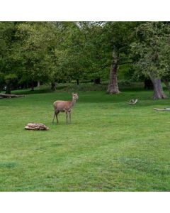 Wimbledon Circular Walk – Sunday - Sun 05 Sep 2027