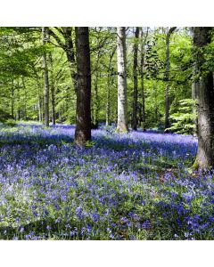 Hiking: Marden Park & Greensand Way North – Sun 23 May 2027