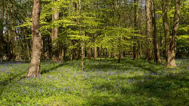 Sunlit Forest with Bluebell Carpet and Vibrant Green Foliage A serene forest bathed in sunlight with vibrant green leaves and a carpet of bluebell flowers creating a peaceful and enchanting atmosphere
