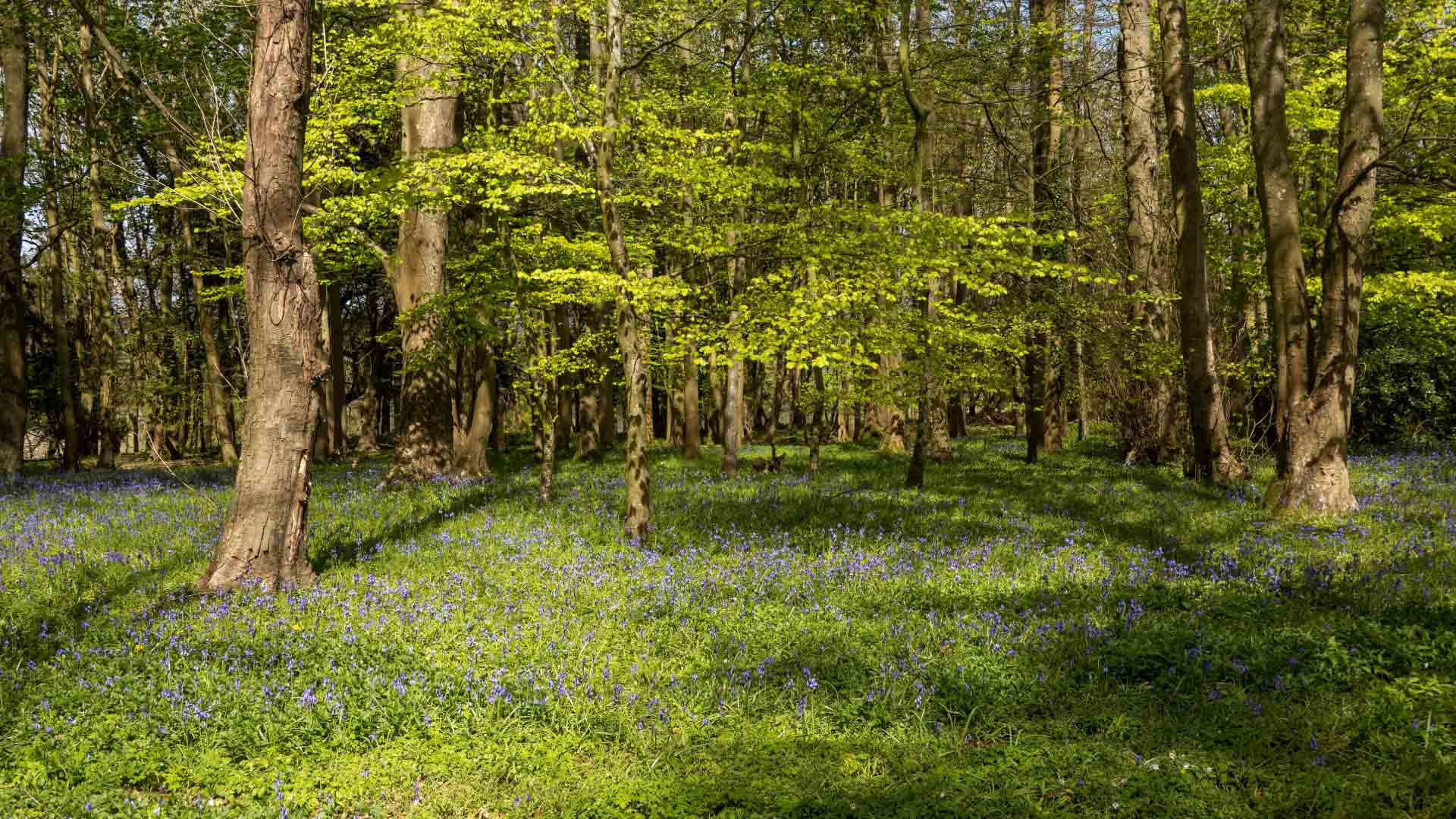 Sunlit Forest with Bluebell Carpet and Vibrant Green Foliage A serene forest bathed in sunlight with vibrant green leaves and a carpet of bluebell flowers creating a peaceful and enchanting atmosphere