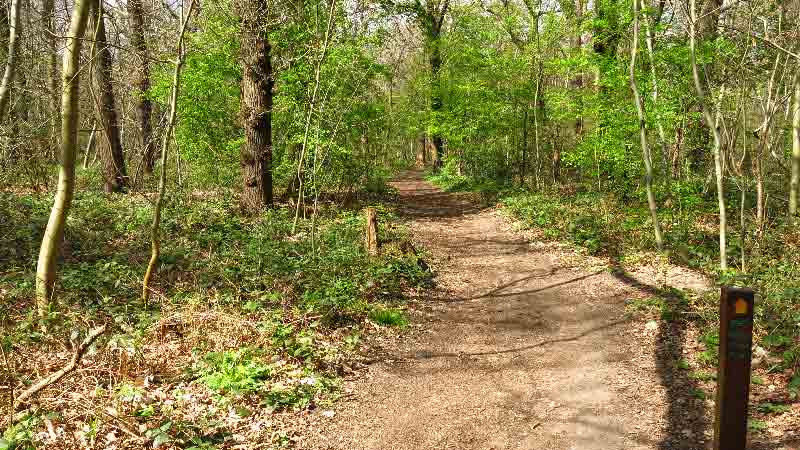 Scenic Trail in Shepherdleas Wood, Hertfordshire A scenic woodland trail in Shepherdleas Wood, surrounded by lush green trees and vegetation, with a dirt path leading into the forest.